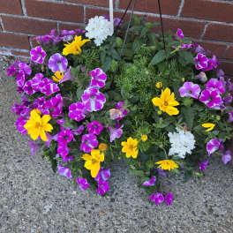 Hanging basket of purple petunias and yellow daisies against a brick wall
