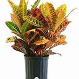 Croton plant
