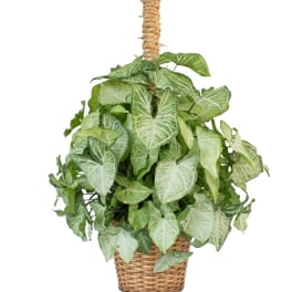 Potted arrowhead plant in a woven basket with a rope-wrapped support pole