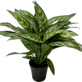 aglaonema tigress