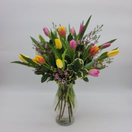Picnic Tulips - Solid colors available