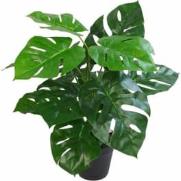 Potted monstera plant with large split green leaves