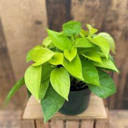 Potted plant with bright lime and green leaves in a dark container