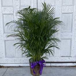 Potted palm plant in a woven basket with a purple ribbon