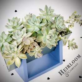 Succulent arrangement in a blue box with small black heart accents
