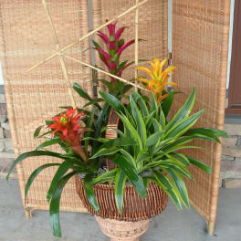Tropical plant arrangement in a wicker basket on a pedestal stand
