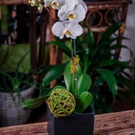 White orchid plant in a black square pot with a moss ball accent