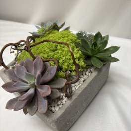 sweet succulents