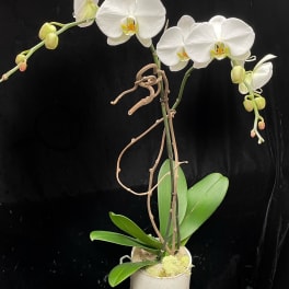 Tall white phalaenopsis orchid plant in a two-tone ceramic pot against a black background
