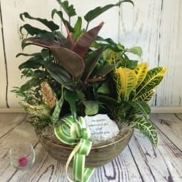 Mixed potted plants in a gold bowl with a ribbon and small stone
