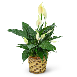 Tranquility Peace Lily Plant