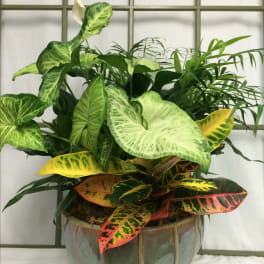 Mixed tropical foliage arrangement in a ceramic pot