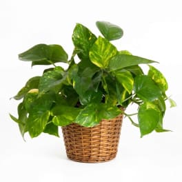 Potted pothos plant in a woven basket