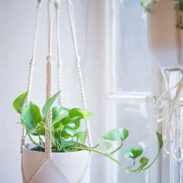 Hanging potted plant with trailing green vines in a macramé holder