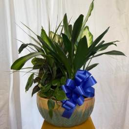 Potted green plant arrangement with a blue ribbon in a decorative bowl