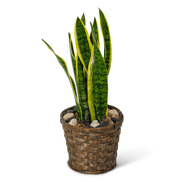 Sansevieria Plant in Basket