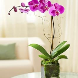Elegant Orchid