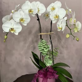 White orchids in a pink pot with a purple ribbon
