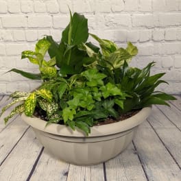 Mixed green houseplants in a shallow beige planter