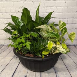 Mixed green houseplants in a black bowl planter