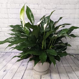 Small Peace Lily