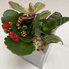 Mixed green plants with small red flowers in a square glass container with pebbles