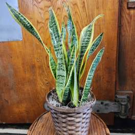 Potted snake plant in a woven basket planter