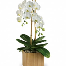 White orchid plant in a square wooden planter with bamboo stakes