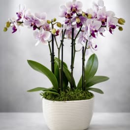 Potted white and purple orchid plant in a rectangular white ceramic container