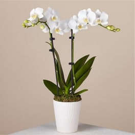 Potted white orchid plant with arching blooms in a textured white container