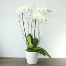White orchid plant in a white pot with bare branches