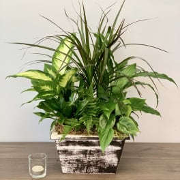 Mixed green houseplant arrangement in a rustic rectangular planter