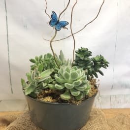 Potted succulent arrangement with a blue butterfly decoration