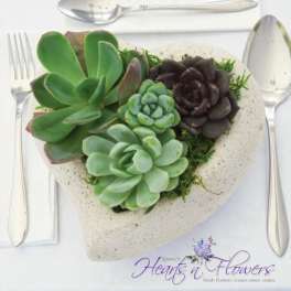 Succulent arrangement in a speckled heart-shaped container