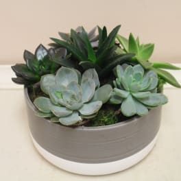 Succulent Garden