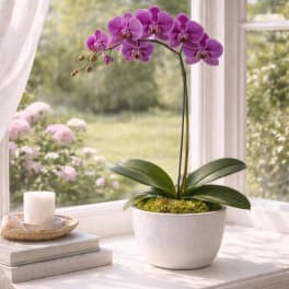Purple orchid in a white pot on a windowsill beside a candle