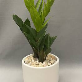 Small green houseplant in a white pot filled with pebbles
