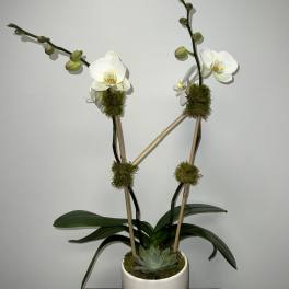 White phalaenopsis orchid plant with moss accents and a succulent in a white pot.