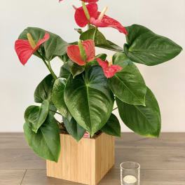 Potted anthurium plant with red blooms in a wooden container