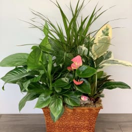 Mixed green houseplants in an ornate rectangular planter with pink anthurium blooms