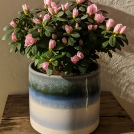 Potted plant with many small pink blooms in a blue and cream ceramic pot.