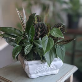 Green Foliage Dish Garden
