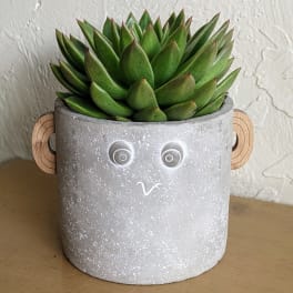 Potted green succulent in a gray face planter with wooden ears