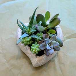Succulent arrangement in a heart-shaped stone planter