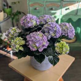 Potted Hydrangea Plant - Blue