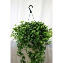 Hanging Ivy Basket