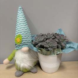 Daisy Gnome & Succulents
