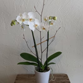 Medium Double-stem Phalaenopsis Orchid