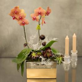 Mini Fall Peach Orchids - Pasadena Florist