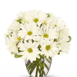 White daisies arranged in a clear glass vase